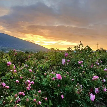 Lina Gio * كارلوفو